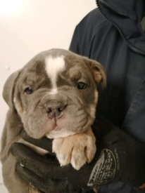 gumtree old english sheepdog